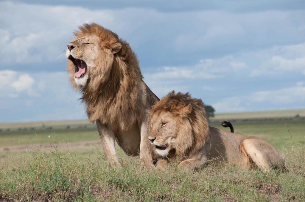 Two majestic lions roaring and relaxing in the vast savanna of Tanzania, showcasing wildlife in their natural habitat.