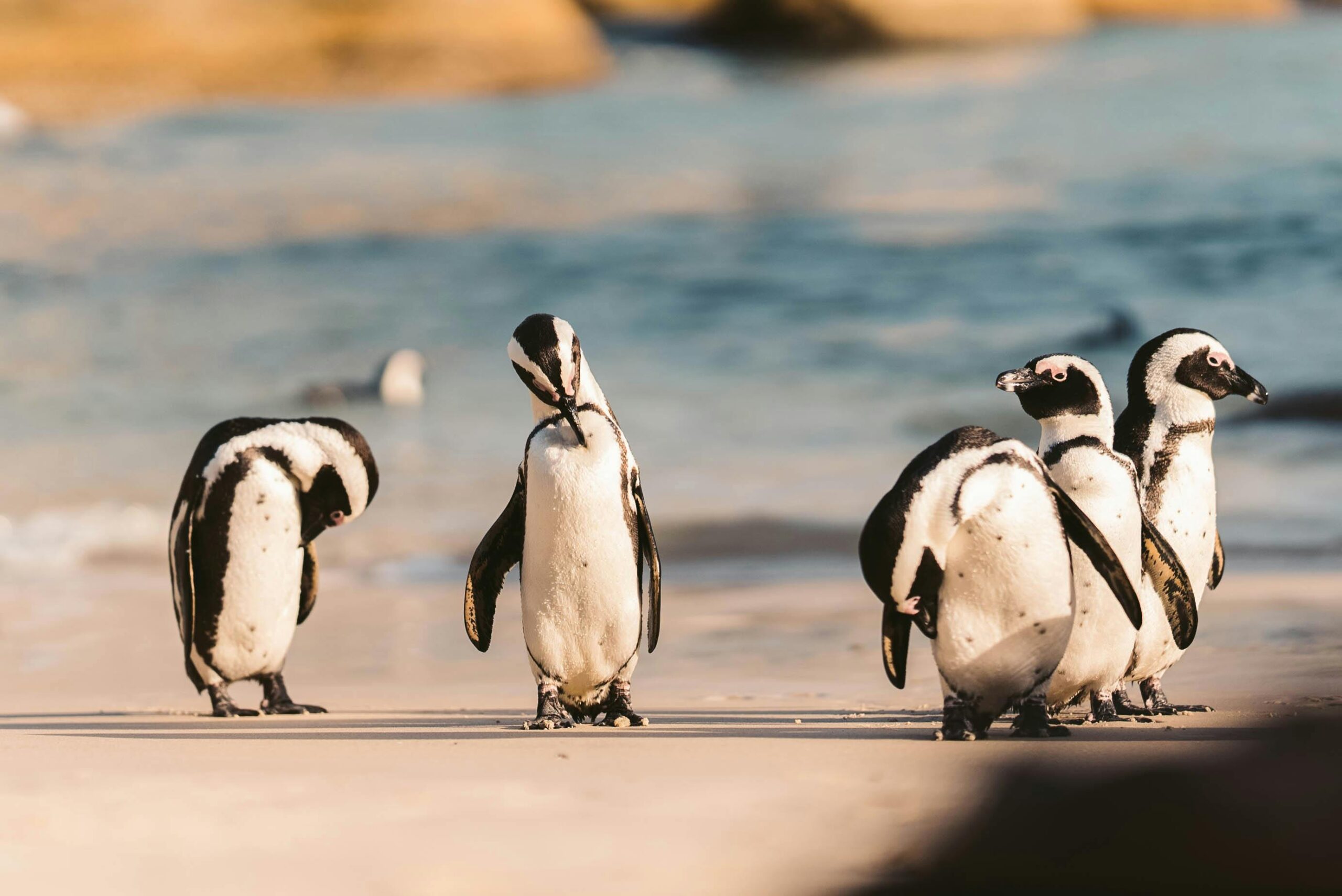 A group of African penguins standing on a sandy beach in Cape Town, South Africa.