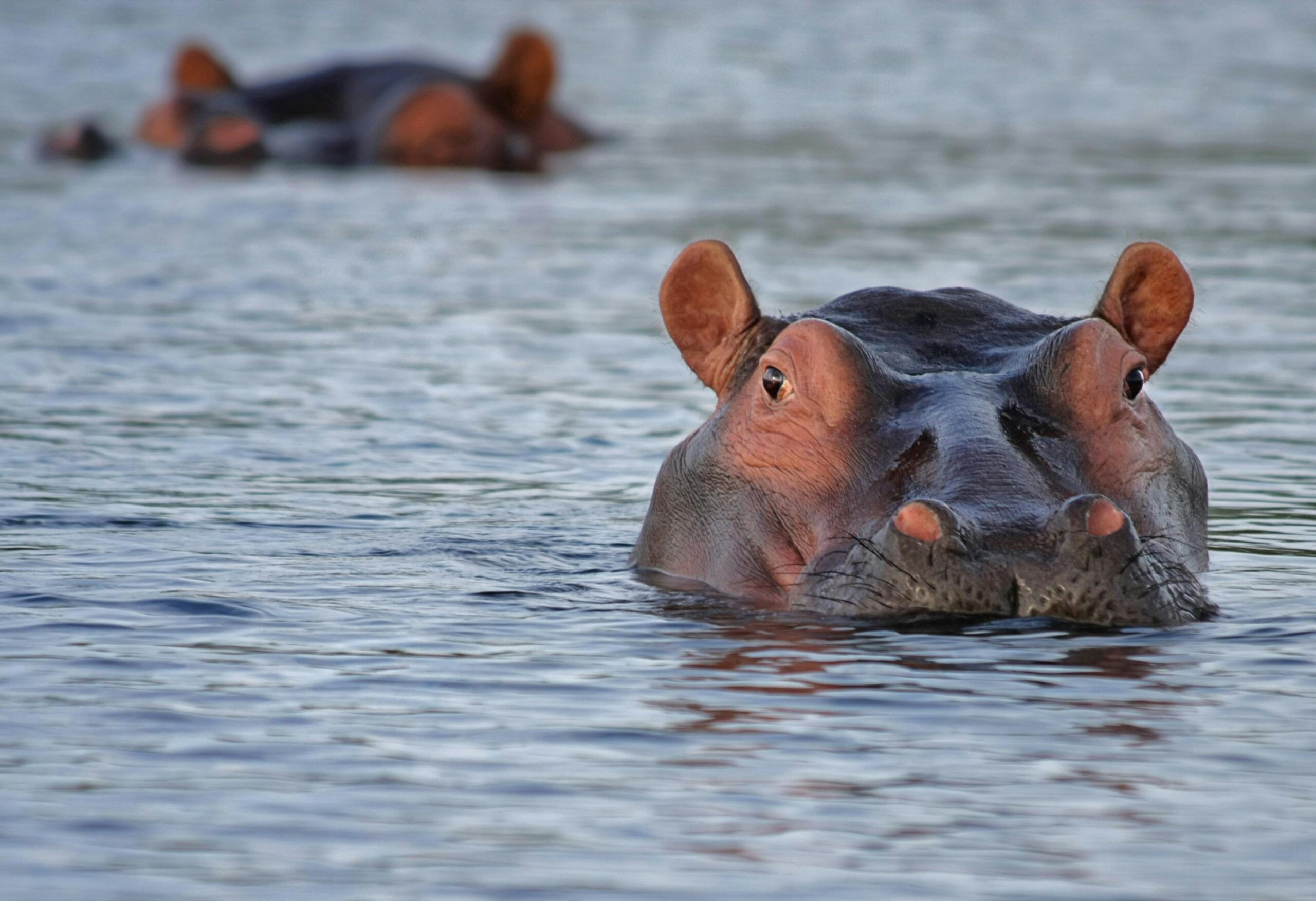 A hippopotamus surfaces in a calm river, capturing the essence of African wildlife.