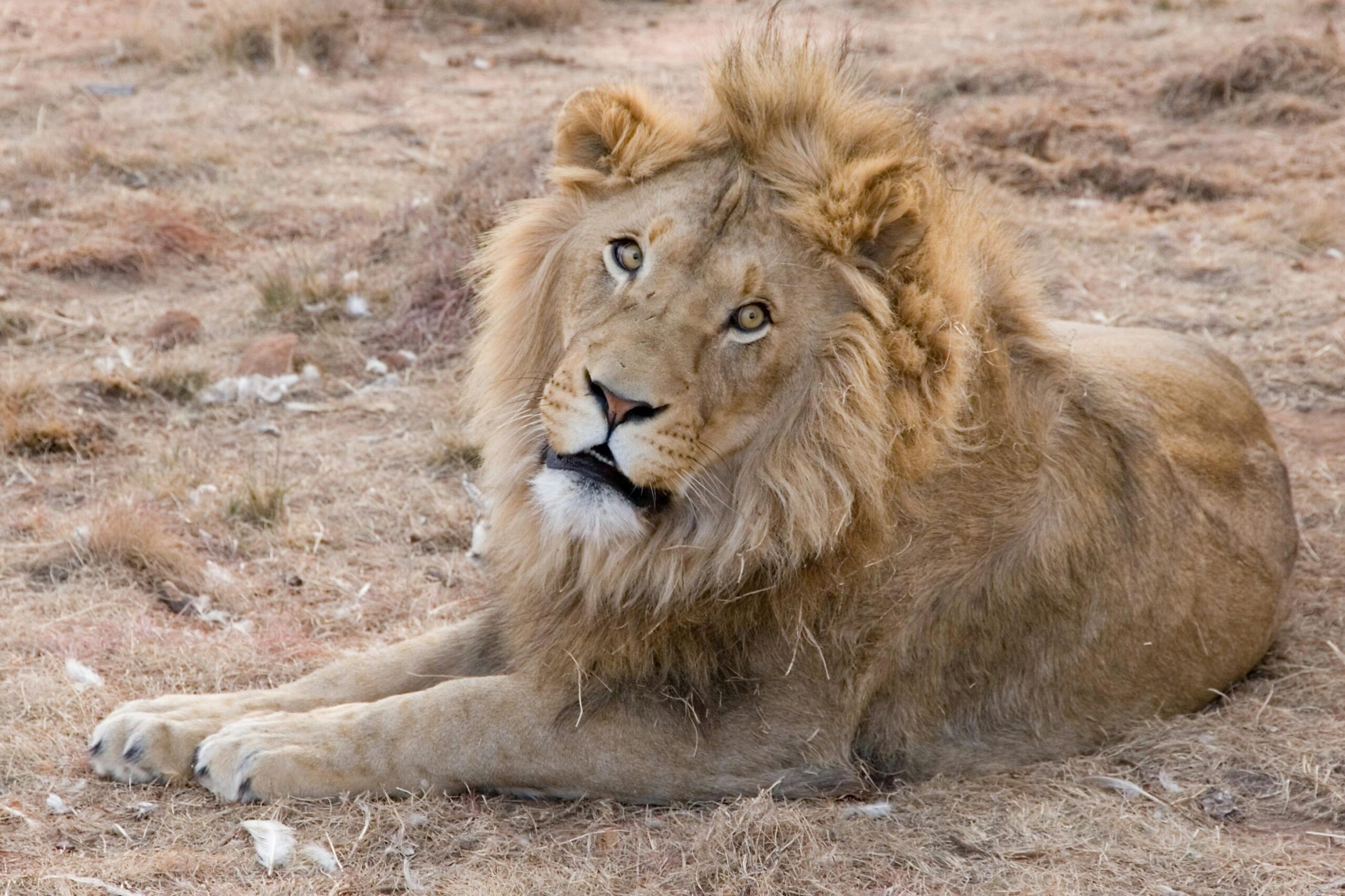 A magnificent lion resting in the grasslands of South Africa's Bo-Karoo.